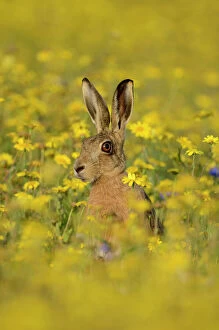 European hare (Lepus europaeus) in set aside field seeded with Corn Marigolds (Chrysanthemum)
