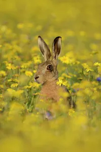 European hare (Lepus europaeus) in set aside field seeded with Corn Marigolds (Chrysanthemum