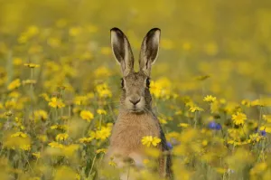 European hare (Lepus europaeus) in set aside field seeded with Corn Marigolds (Chrysanthemum