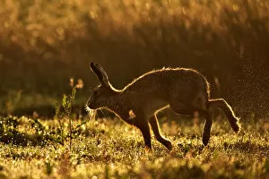 Images Dated 2nd August 2012: European Hare (Lepus europaeus) silhouetted at dawn