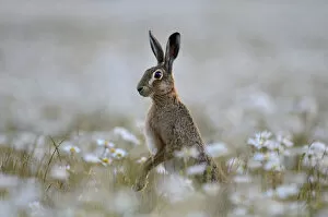 Images Dated 10th June 2011: European hare (Lepus europaeus) standing up in field of Ox-eye daisies (Leucanthemum vulgare)