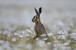European hare (Lepus europaeus) standing up in field of Ox-eye daisies (Leucanthemum vulgare)