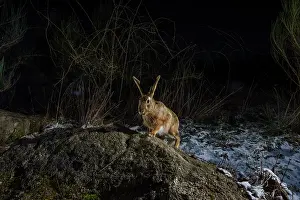 Eulagos Europaeus Prints: European hare (Lepus europaeus) using a wildlife crossing above the A89 highway at night