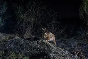 Eulagos Europaeus Prints: European hare (Lepus europaeus) using a wildlife crossing above the A89 highway at night