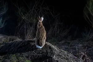 Eulagos Europaeus Prints: European hare (Lepus europaeus) using a wildlife crossing above the A89 highway at night
