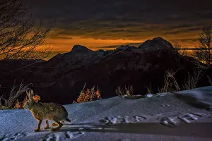 Leporidae Prints: European hare (Lepus europaeus) walking over snow at night with mountains in background