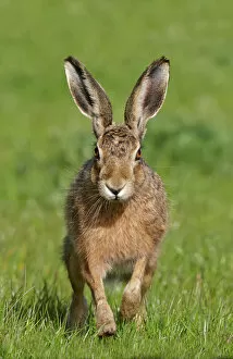 Animal Ears Gallery: European hare (Lepus europaeus), Wirral, England, UK, May