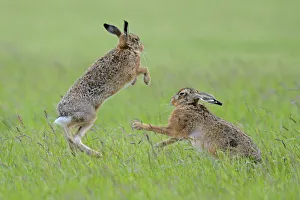 European Hares (Lepus europaeus) boxing, female on right. Wales, UK, June. Sequence 2 of 2