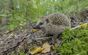 Images Dated 28th February 2022: European hedgehog (Erinaceus europaeus) walking through forest undergrowth, Finland. September