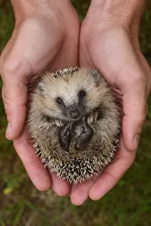 European hedgehog (Erinaceus europaeus) hand reared orphan held in human hands, Jarfalla, Sweden