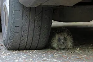 Automobile Prints: European hedgehog (Erinaceus europaeus) hiding underneath a car, Norwich, Norfolk, UK. May