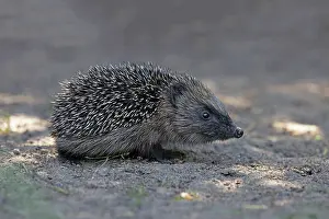 Spike Prints: European hedgehog (Erinaceus europaeus) portrait, Norwich, England, UK. May