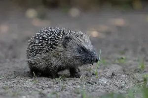 Norwich Prints: European hedgehog (Erinaceus europaeus) portrait, Norwich, Norfolk, England, UK. May