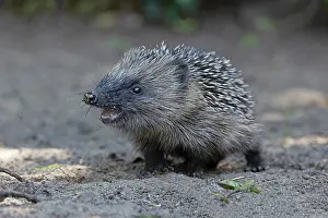 Norwich Prints: European hedgehog (Erinaceus europaeus) portrait, Norwich, Norfolk, England, UK. May