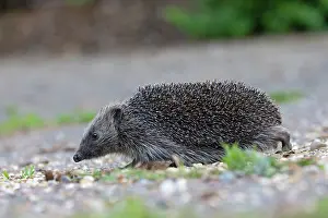 Norwich Prints: European hedgehog (Erinaceus europaeus) portrait, Norwich, England, UK. May