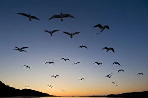 European Herring Gull (Larus argentatus) flock in flight at sunset Norway, May