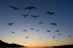 Horizon Prints: European Herring Gull (Larus argentatus) flock in flight at sunset Norway, May