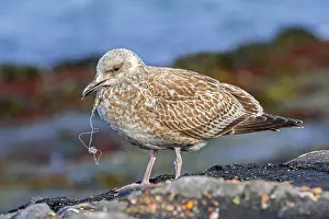 Winter Plumage Prints: European herring gull (Larus argentatus) juvenile in first winter plumage