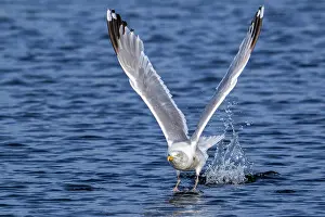 Netherlands Prints: European herring gull (Larus argentatus) taking off from water surface along the North Sea coast in summer