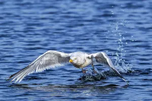 Netherlands Prints: European herring gull (Larus argentatus) taking off from water surface along the North Sea coast in summer