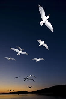 Images Dated 6th May 2011: European Herring Gulls (Larus argentatus) in flight at sunset Norway, May