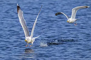 Netherlands Prints: Two European herring gulls (Larus argentatus) taking off from water surface along the North Sea coast in summer