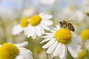Honeybee Gallery: European Honey Bee (Apis mellifera) collecting pollen and nectar from Scentless Mayweed
