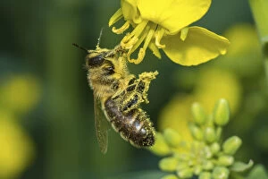 Images Dated 2nd April 2017: European honey bee (Apis mellifera) feeding on Oilseed rape / Rapeseed (Brassica napus) flowers