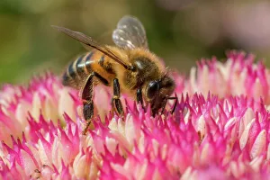 Arthropoda Collection: European honey bee (Apis mellifera) feeding on ice plant flowers (Sedum spectabile)