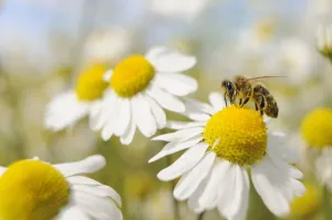 Honeybees Prints: European Honey Bee (Apis mellifera) collecting pollen and nectar from Scentless Mayweed