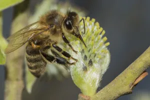 European honey bee (Apis mellifera) feeding on Goat willow (salix caprea) male flowers