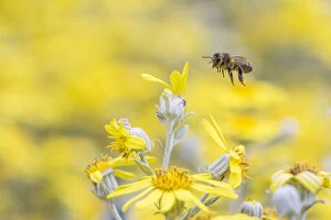 European Honey Bee Gallery: European honey bee (Apis mellifera) in flight, feeding on flowers (Brachyglottis sp)