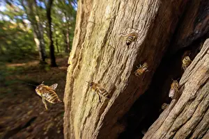 Apis Mellifica Prints: European honey bees (Apis mellifera) flying around entrance to nest in English Oak (Quercus robur) tree trunk