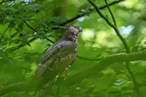 Foliage Prints: European honey buzzard (Pernis apivorus) female