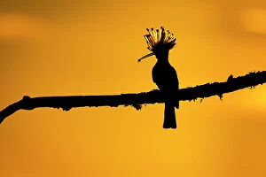 European Hoopoe (Upupa epops) silhouetted at sunset, with prey in beak. Vendee, France, May