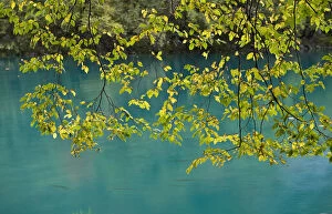 Images Dated 3rd October 2008: European Hop-Hornbeam (Ostrya carpinifolia) leaves above turquoise water, Lower Lakes