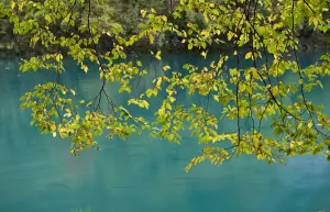 European Hop-Hornbeam (Ostrya carpinifolia) leaves above turquoise water, Lower Lakes
