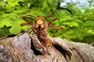 Wasp Prints: European hornet (Vespa crabro) resting on tree branch in oak woodland