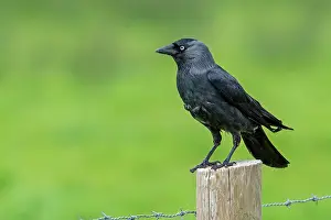 Corvidae Prints: European jackdaw (Corvus monedula) perched on wooden fence post along meadow