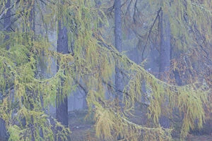 Images Dated 22nd January 2013: European larch (Larix decidua) trees in mist, Scotland, UK, October