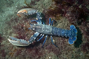 Weird and Ugly Creatures Gallery: European lobster (Homarus gammarus) Channel Islands, UK July