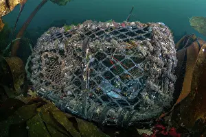 Equipment Prints: European lobster (Homarus Gammarus) caught inside creel lobster pot