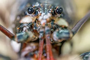Antennae Prints: European lobster (Homarus gammarus) close up portrait showing eyes and antennae