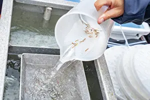 Breeding Program Prints: European lobster (Homarus gammarus) juveniles