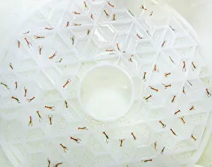 Breeding Program Prints: European lobster (Homarus gammarus) juveniles in their Aquahive container