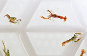 Breeding Program Prints: European lobster (Homarus gammarus) juveniles in their Aquahive container