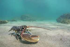 Claw Prints: European lobster (Homarus Gammarus) with missing left claw