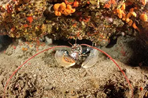 Italy Prints: European lobster (Homarus gammarus) peering out from under rock ledge