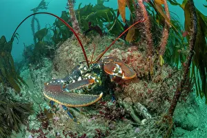 Laminaria Hyperboria Prints: European lobster (Homarus gammarus) walking over seabed in front of Kelp (Laminaria hyperborea) forest
