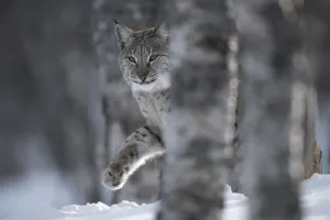 Feet Prints: European lynx (Lynx lynx) adult female walking through snow behind tree in winter birch forest
